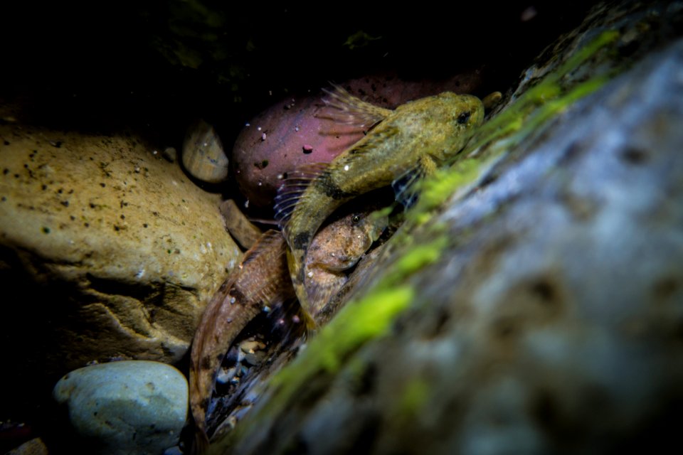 Sculpin in St. Mary River
