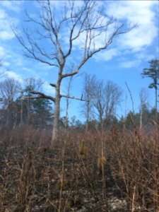 Controlled burn to restore mountain longleaf pine in northwest Georgia - 170317-FS-Chattahoochee-Oconee-SB-037