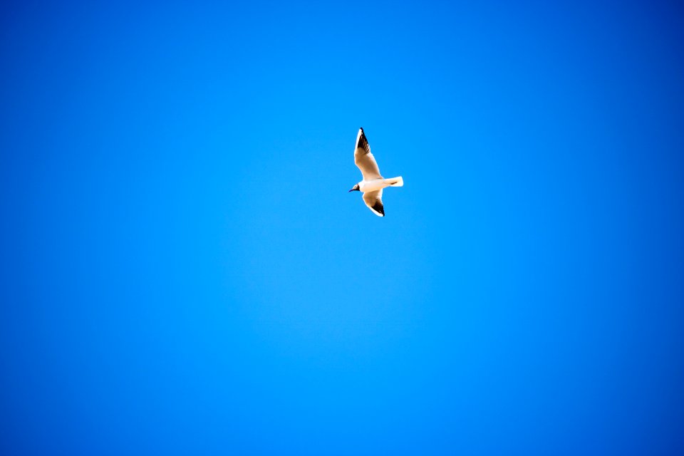 Seagull flying in front of Clear Blue Sky