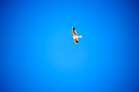 Seagull flying in front of Clear Blue Sky photo