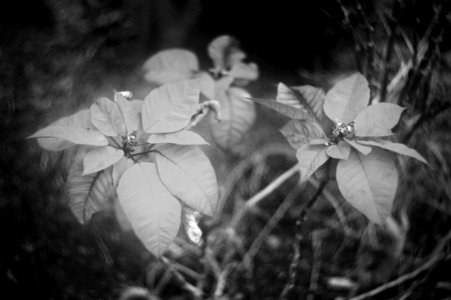 poinsettias from the past