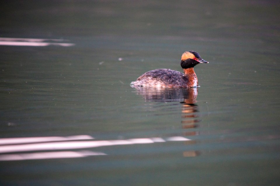 Horned Grebe - Podiceps auritus