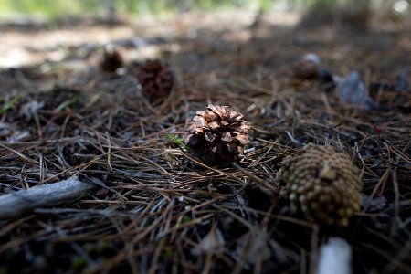 Lodge Pole Pine Cone
