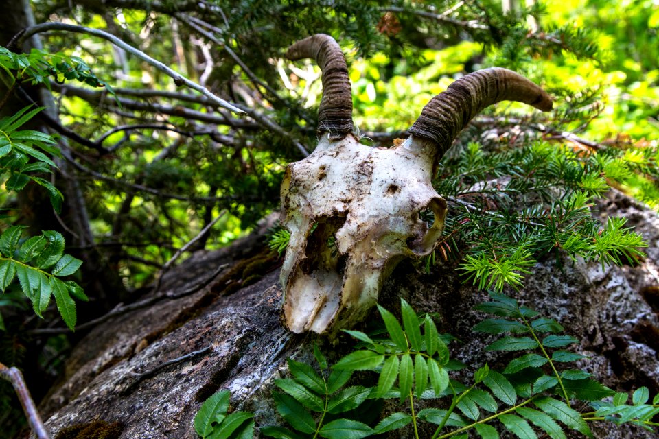 Sheep Skull in Two Medicine