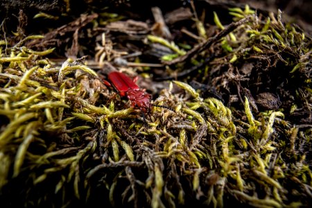 Red Beetle