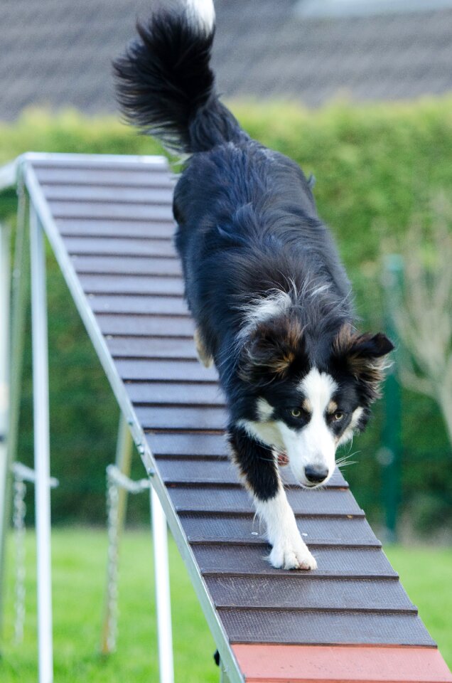 Catwalk training dog training