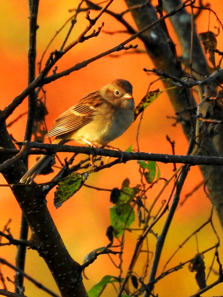 Field Sparrow at Ohio River National Wildlife Refuge