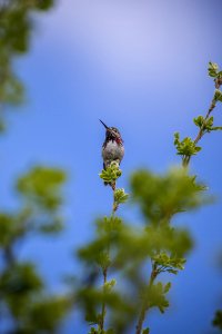 Calliope Hummingbird photo