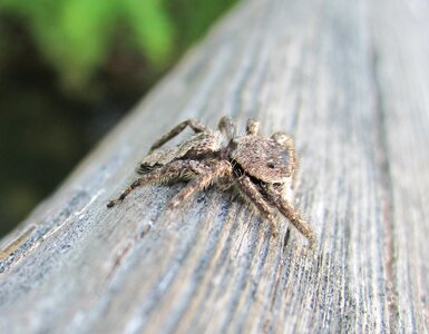 Salticidae nature park