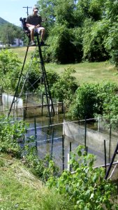 Observing Trout in Specially Designed Pens