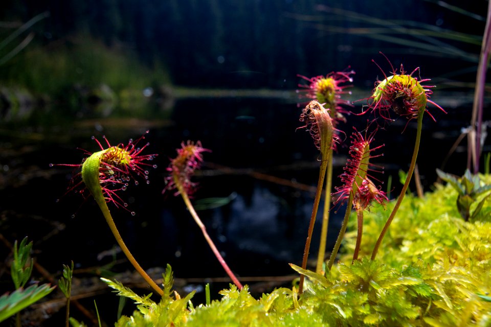 Long-Leaved Sundew (Drosera anglica)