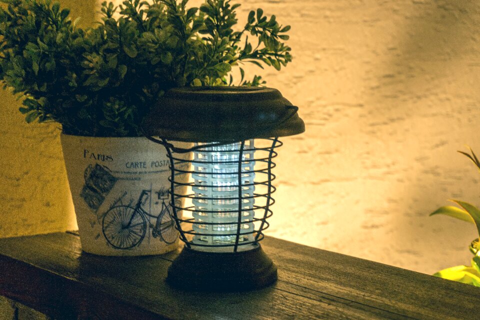 Potted plant night-time free