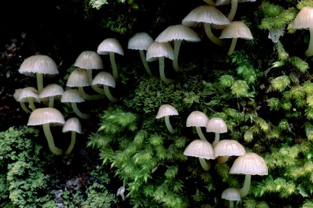 mushrooms photo