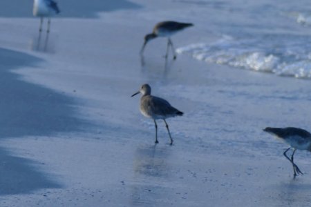 Pass-A-Grille Beach