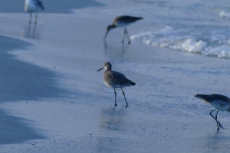 Pass-A-Grille Beach photo