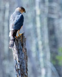 Cooper's Hawk