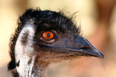 Bird australia face photo