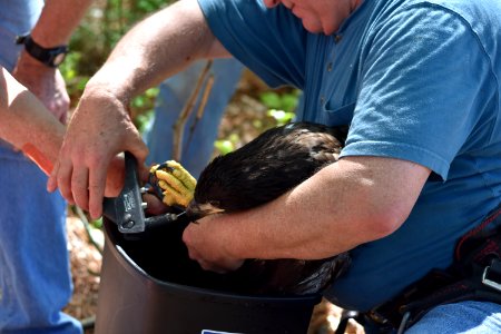 Cooling bald eaglet with water while preparing to return it to nest at Eastern Neck National Wildlife Refuge