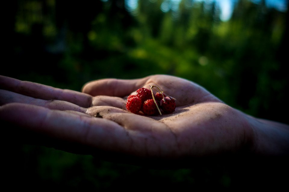 Wild Strawberries photo