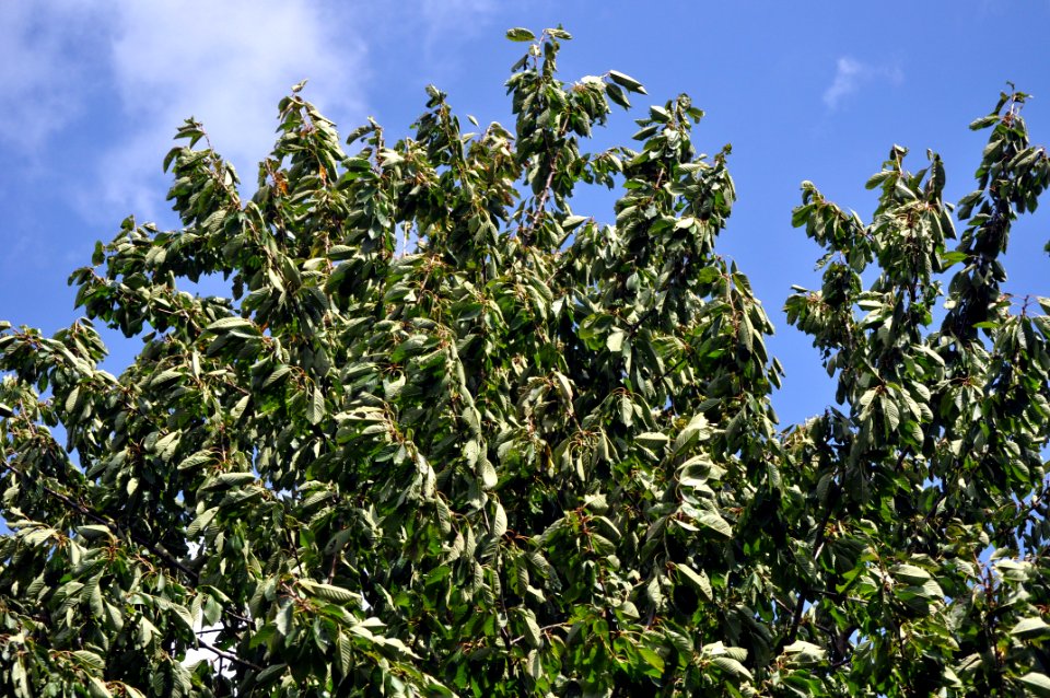 Schöner Sturm photo