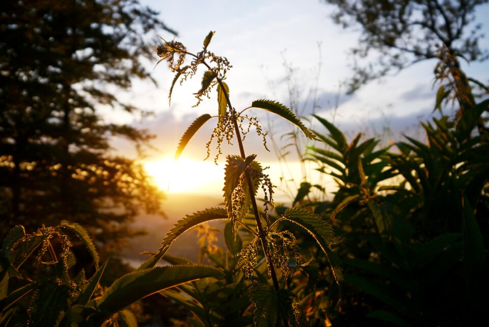 Plant backlighting nature
