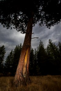 Culturally Scarred Ponderosa Pine Tree photo