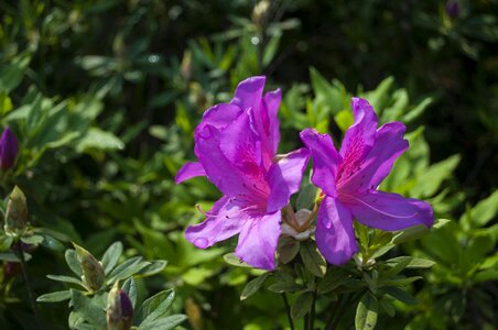 Azaleas two lilac