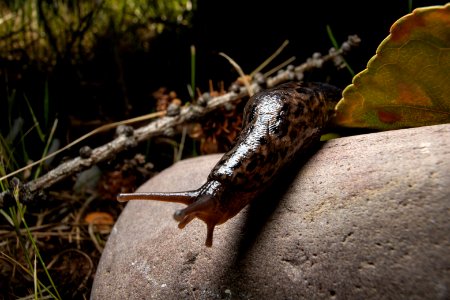 A non-native Black Slug in the Arionidae family. photo