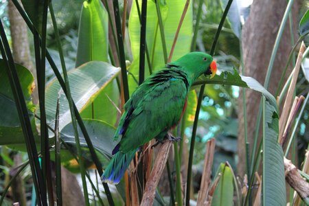 Wildlife tropical exotic photo