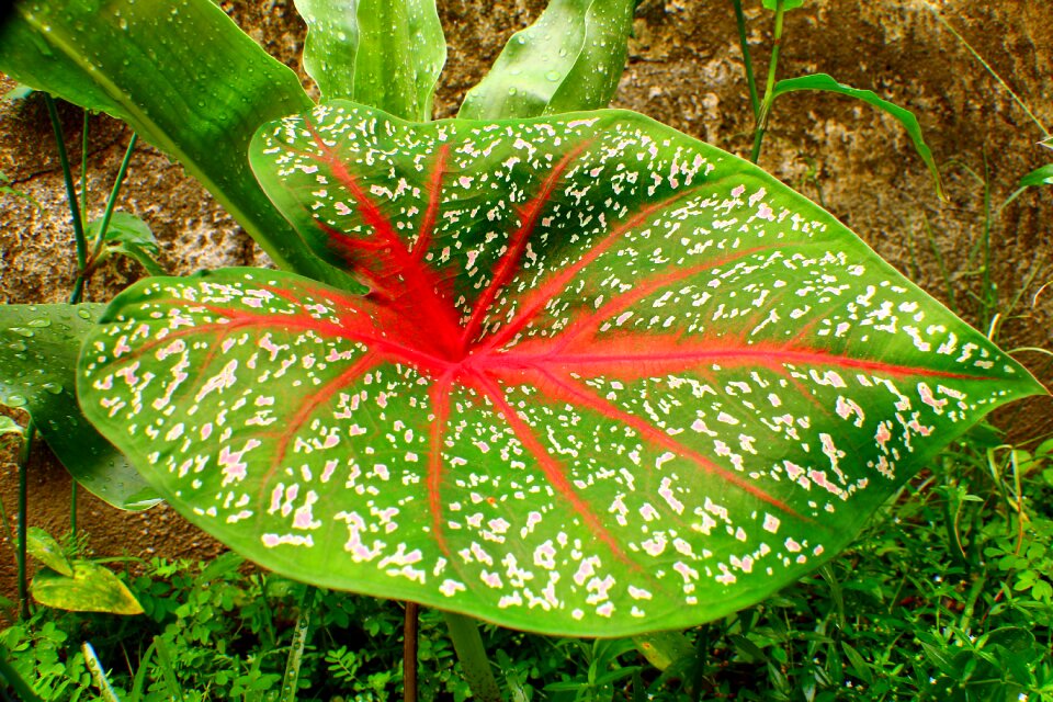 Caládio plant ornamental plant