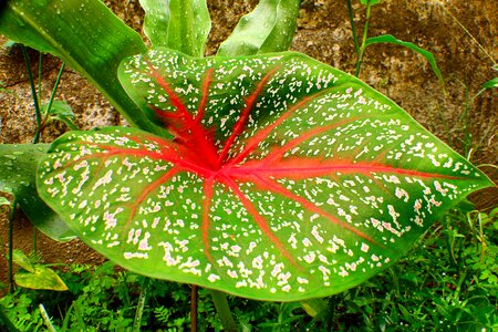 Caládio plant ornamental plant