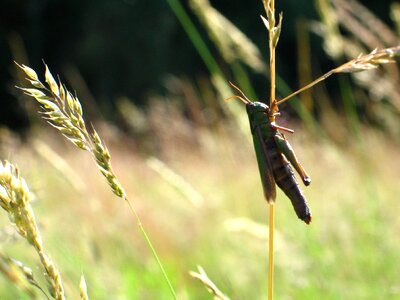 Meadow konik field photo