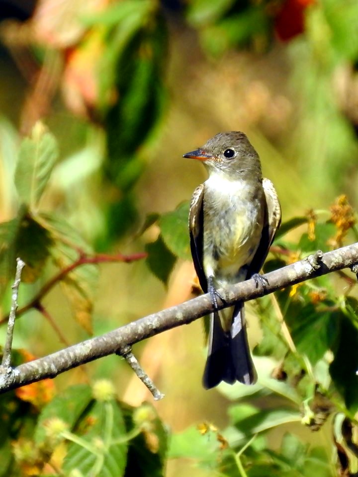 Eastern wood peewee at Ohio River Islands National Wildlife Refuge