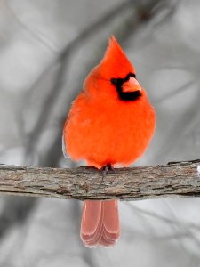Northern cardinal at Ohio River Islands National Wildlife Refuge