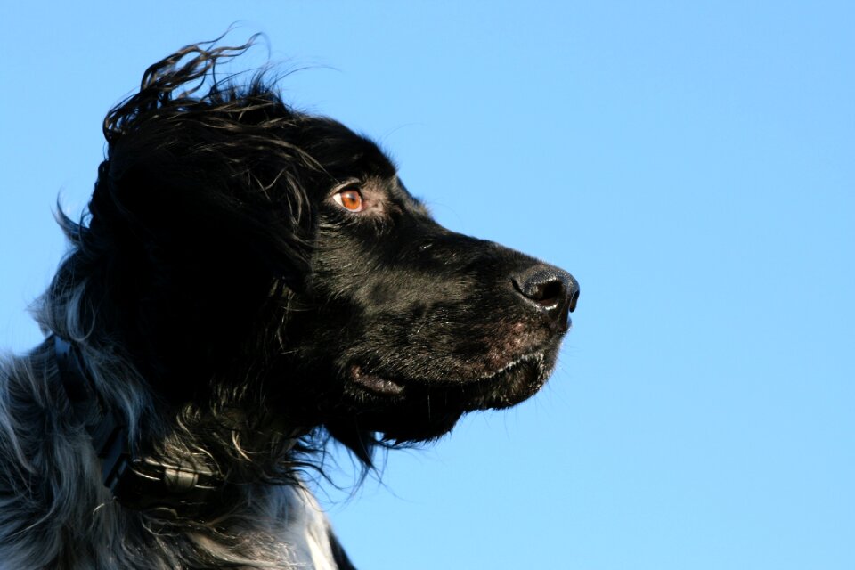 Gundog black intelligent photo