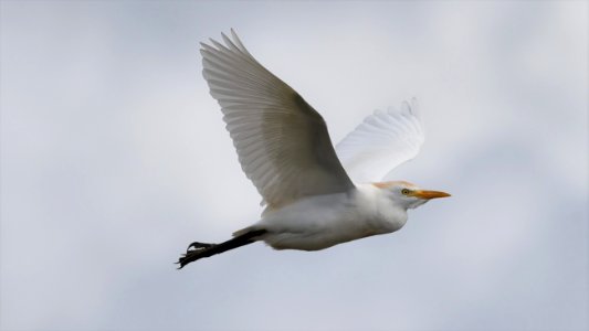 Cattle Egret photo