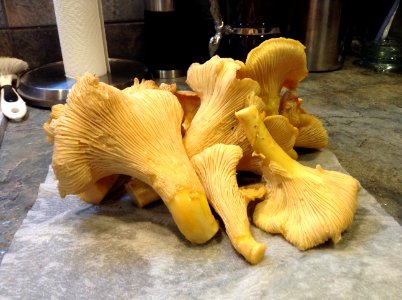 Chanterelle Mushrooms photo