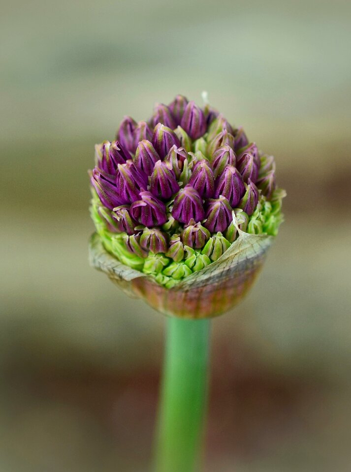 Bloom purple close up