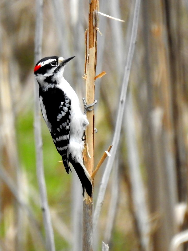Downy Woodpecker on Cattail