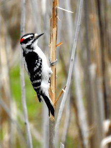 Downy Woodpecker on Cattail