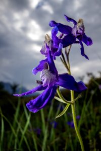 Larkspur Flower