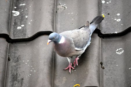 Pigeon on roof tiles