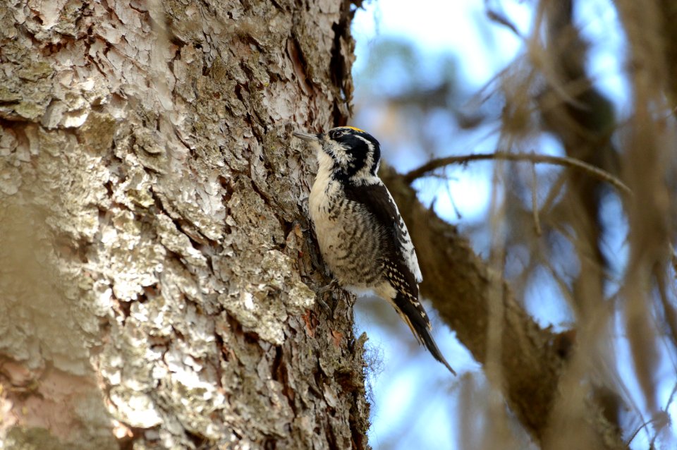 American Three-toed Woodpecker - (Picoides dorsalis)