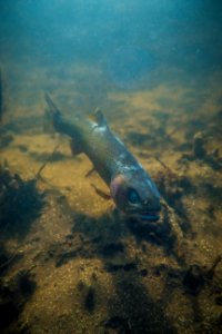 westslope cutthroat trout (Oncorhynchus clarki lewisi) photo