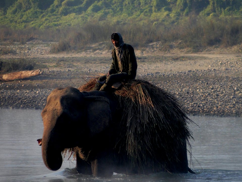 Elephant