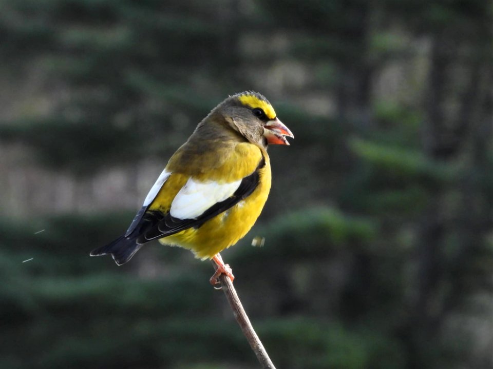 Evening Grosbeak at Moosehorn National Wildlife Refuge