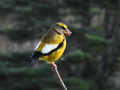Evening Grosbeak at Moosehorn National Wildlife Refuge