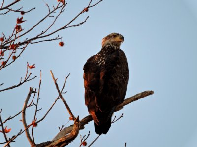 Maturing Bald eagle at Eastern Neck National Wildlife Refuge
