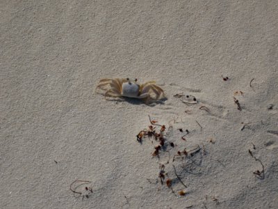 Ghost crab on Berry Island photo