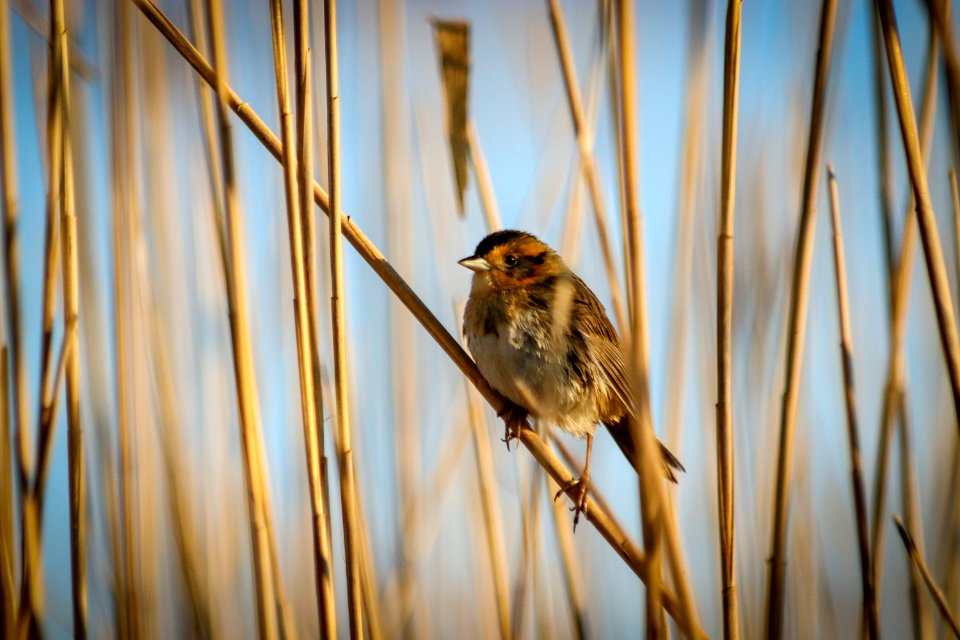 Saltmarsh sparrow in habitat